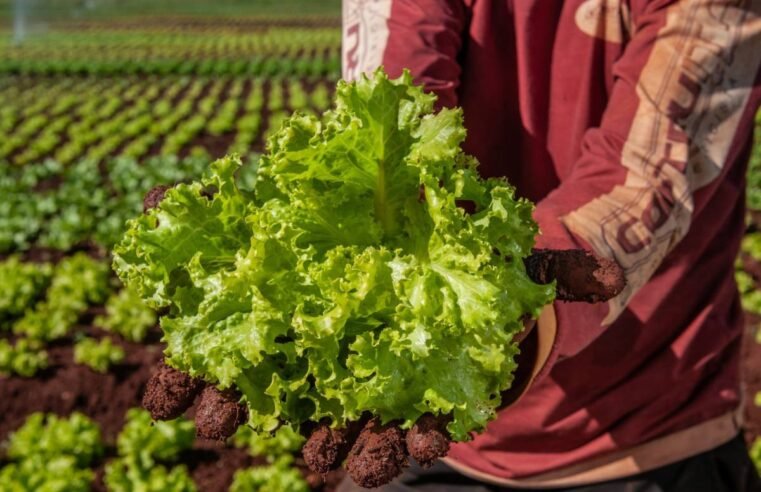 Goiás investe R$ 15 milhões na agricultura familiar com novo edital do PAA