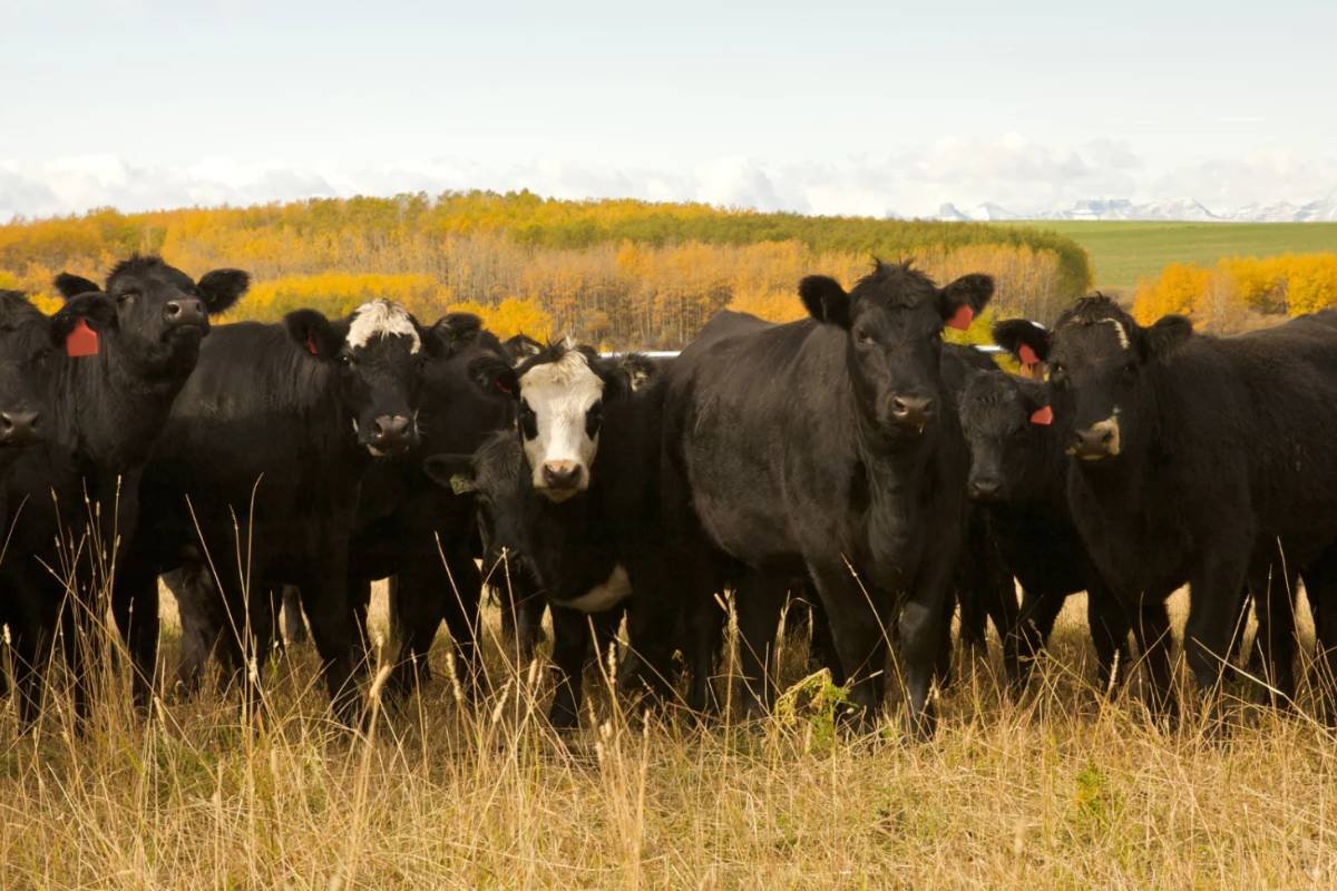 Pecuarista húngaro sofre perdas de US$ 4,09 milhões após abate de 3.000 bovinos devido a surto suspeito de febre aftosa