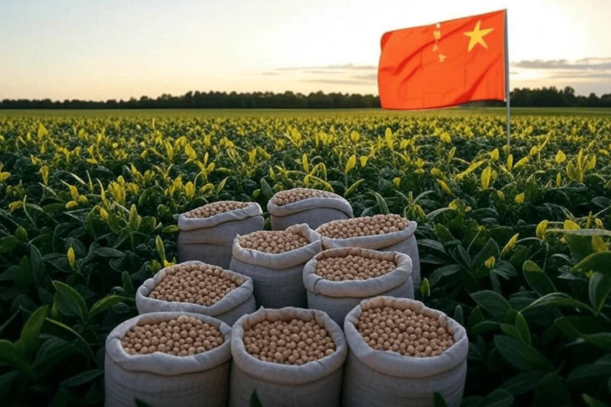 China mira soja brasileira em meio a tensao com os Estados Unidos