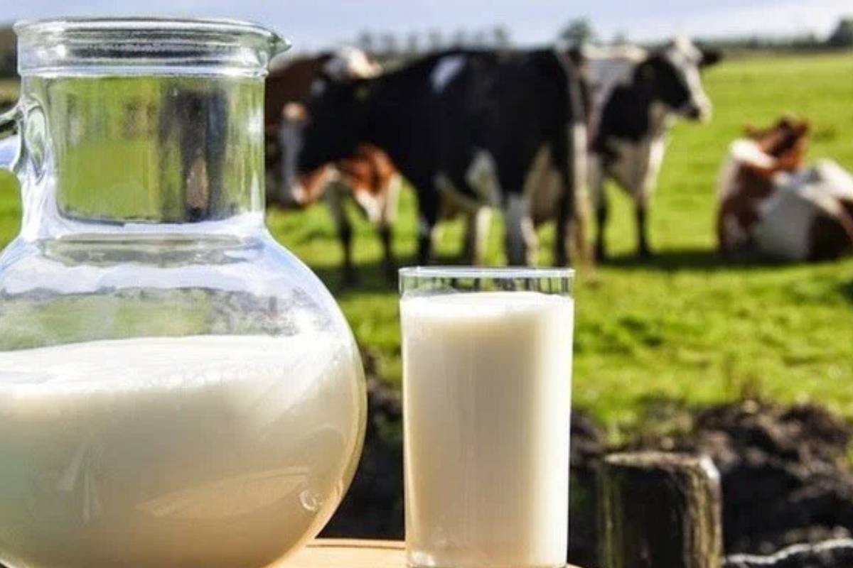 Do leite ao corte: fazendas investem na RIP para reduzir custos e aumentar eficiência