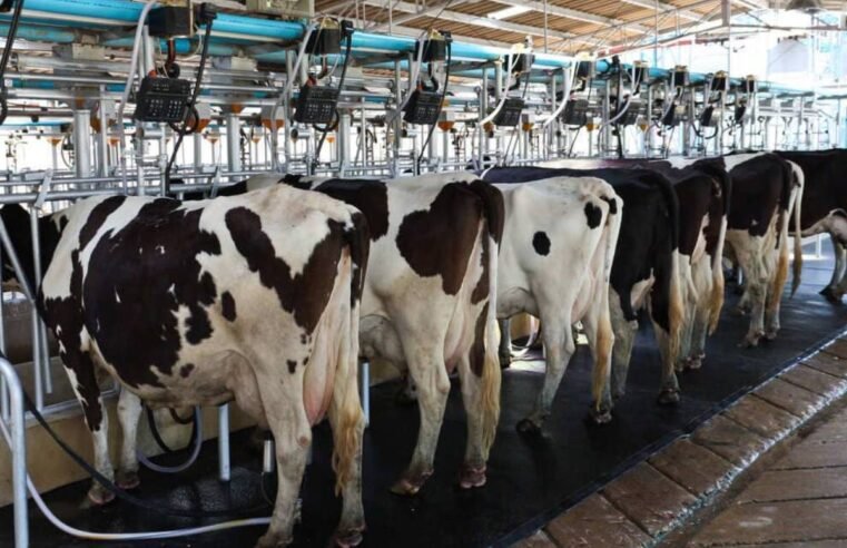Leite do Sudeste contém traços de micotoxinas, mas níveis não oferecem risco