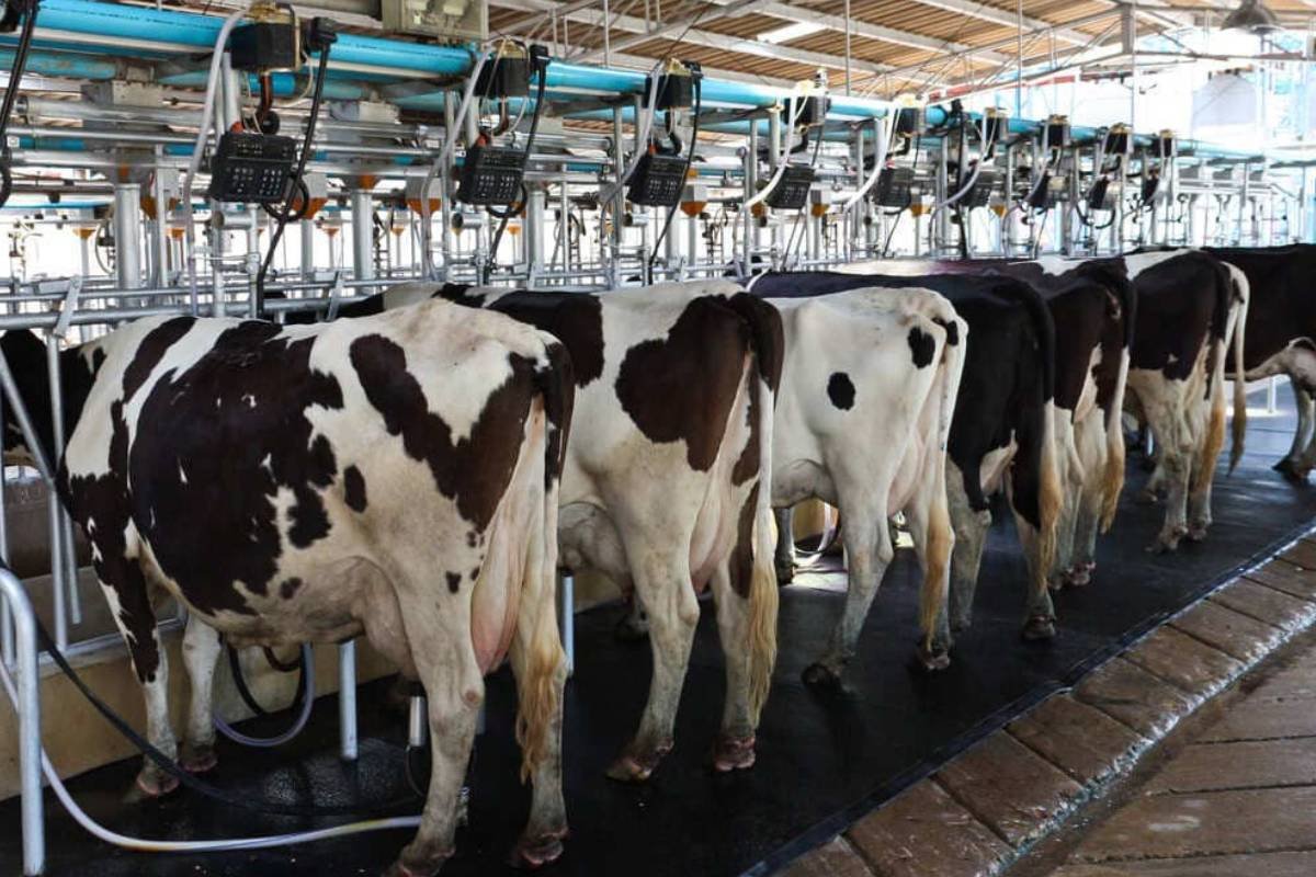Leite do Sudeste contém traços de micotoxinas, mas níveis não oferecem risco