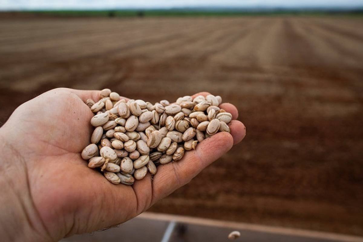 Preço do feijão cai até 8% em Goiás com avanço da safra e consumo retraído