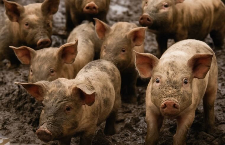 Exportações de carne suína crescem em Goiás, com destaque para Singapura e Quênia