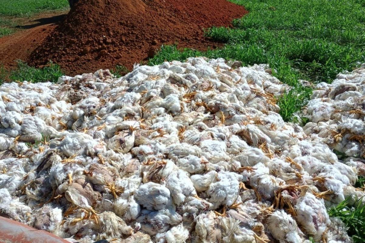 Granja em Anápolis sofre apagão e registra morte de 4 mil frangos