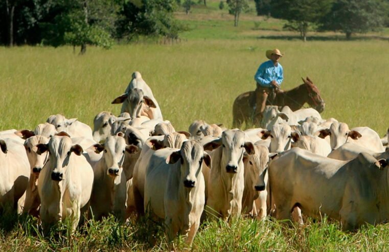 Pecuária nacional avança no combate à cisticercose com nova vacina em fase de testes