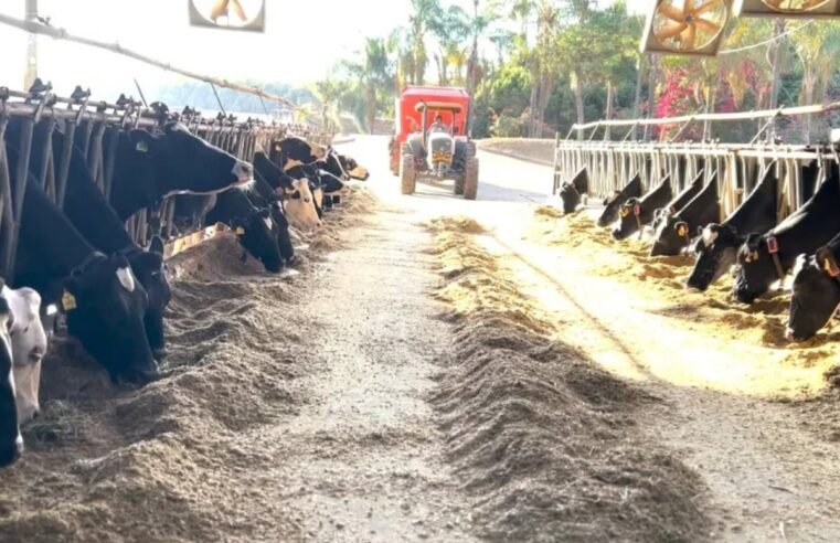Fazenda em Minas aposta em leite A2 tipo A e reforça cuidado do campo ao consumidor