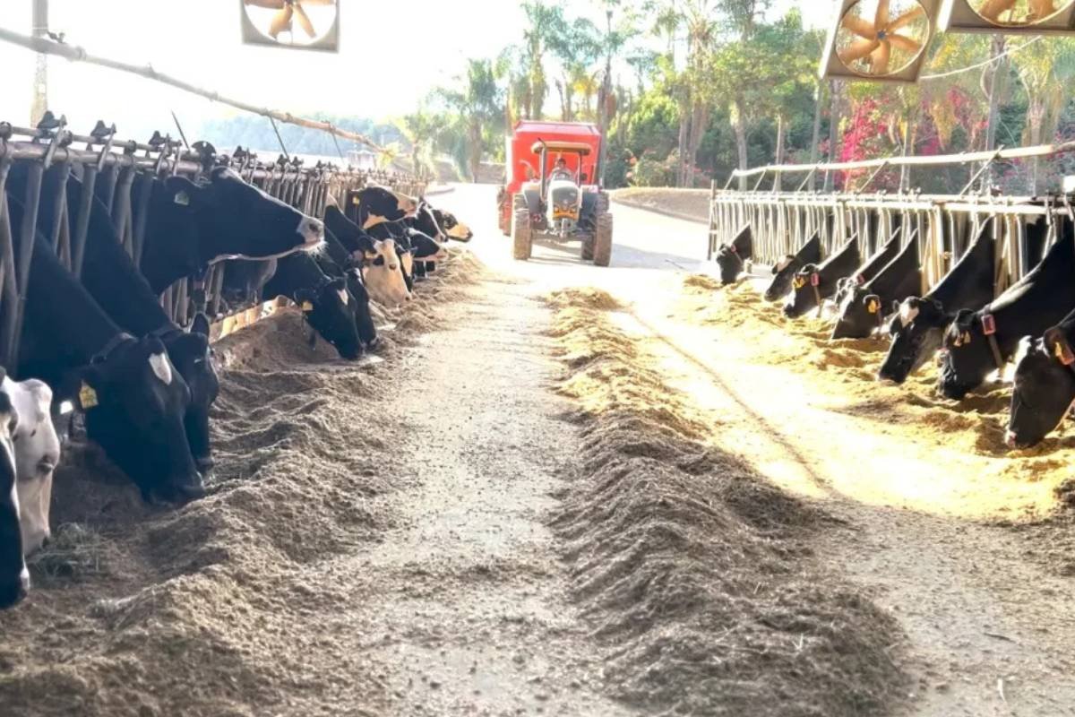 Fazenda em Minas aposta em leite A2 tipo A e reforça cuidado do campo ao consumidor