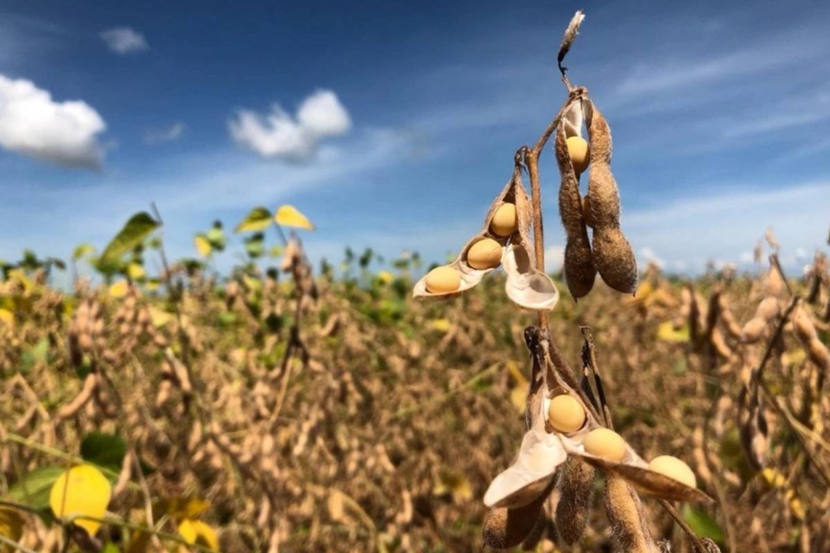 Boletim do Agro: soja chega a R$117 e milho a R$70 em Jataí