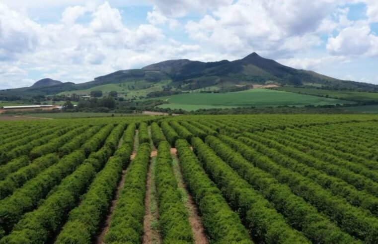 Crime no campo: produtores lidam com roubo de café ainda não colhido