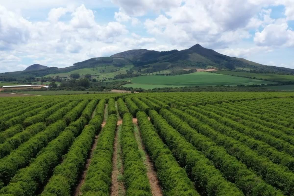 Crime no campo: produtores lidam com roubo de café ainda não colhido