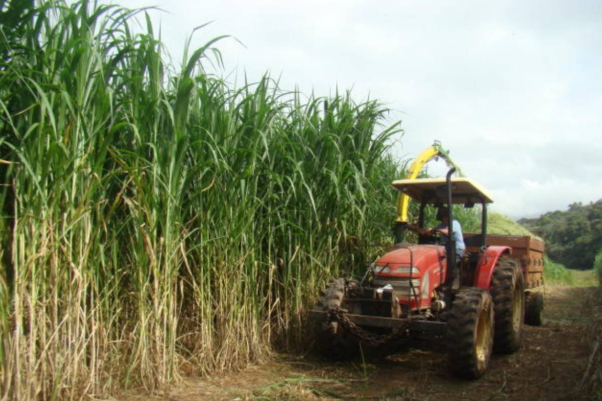 Alta produtividade e energia renovável: capim-elefante da Embrapa atrai indústria