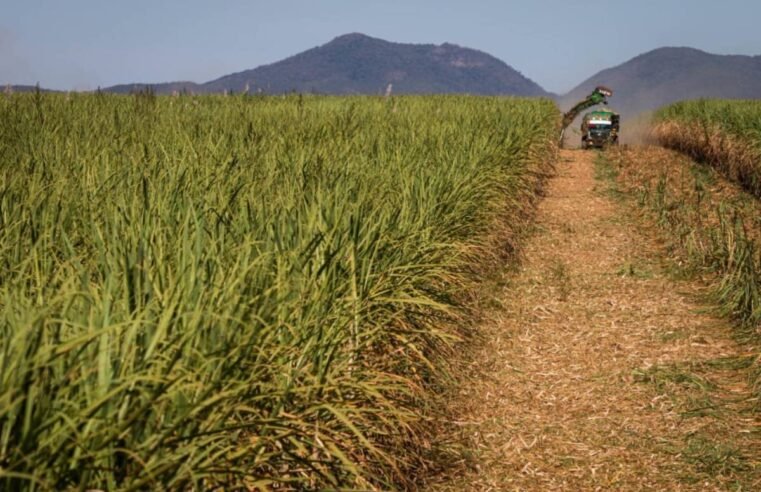 Conab estima queda de 2% na produção de cana-de-açúcar em 2025/26