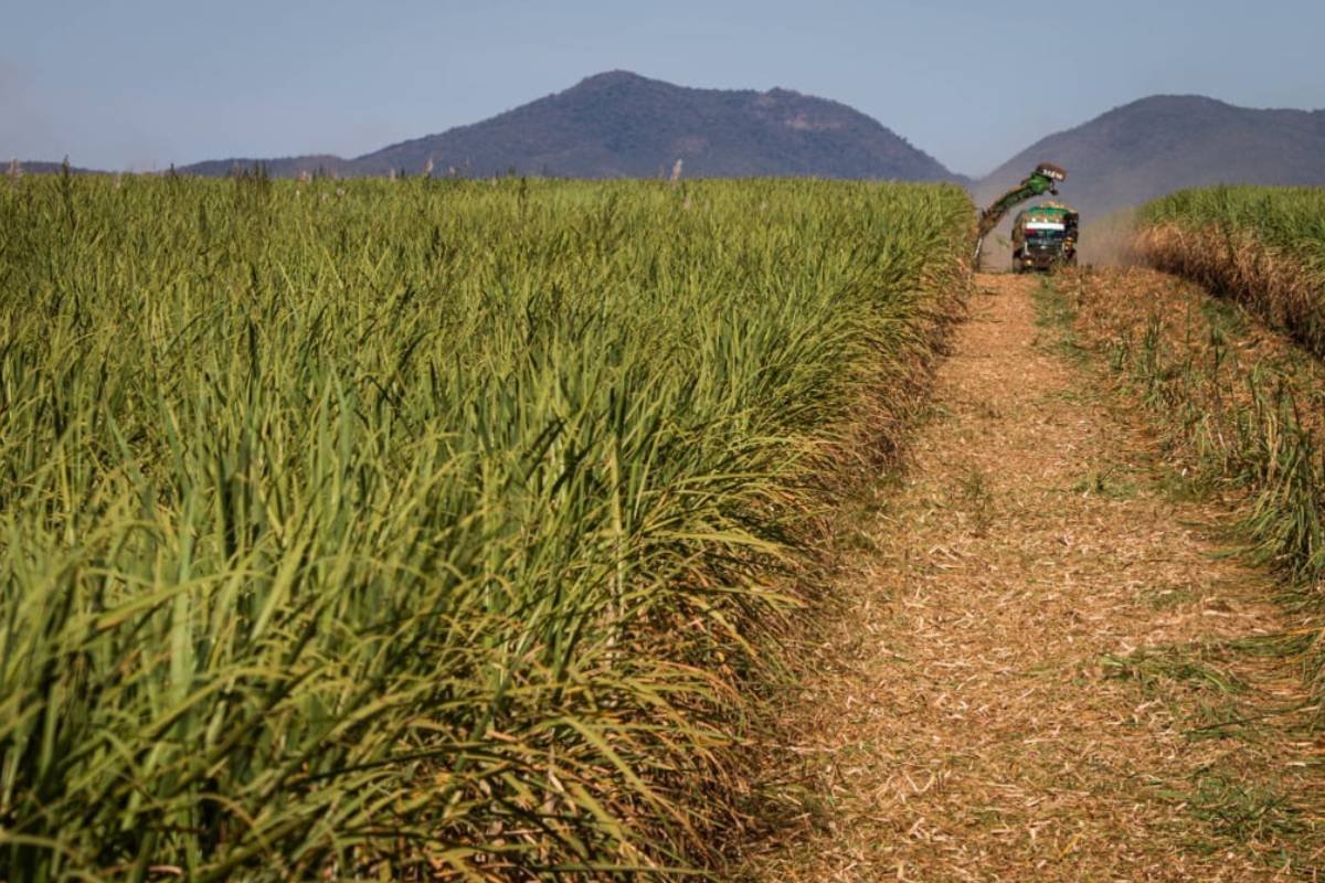 Conab estima queda de 2% na produção de cana-de-açúcar em 2025/26