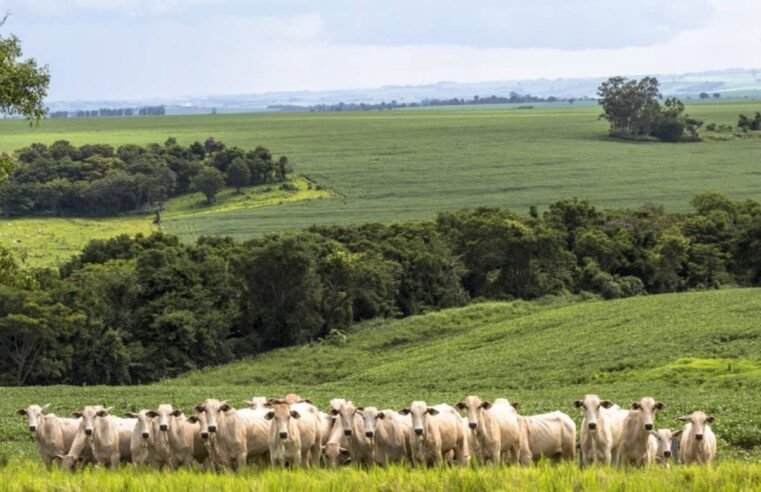 Valor Bruto da Produção agropecuária pode atingir R$ 1,51 trilhão no próximo ano