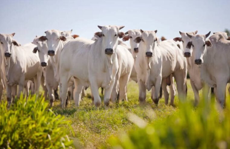 Soja chega a R$117 e boi a R$300: veja cotações atualizadas do agro em Jataí (GO)