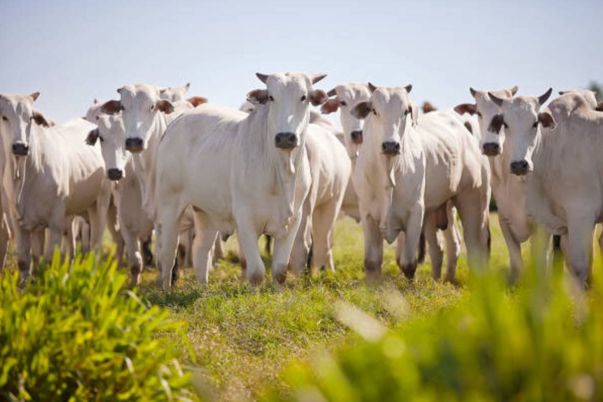 Soja chega a R$117 e boi a R$300: veja cotações atualizadas do agro em Jataí (GO)