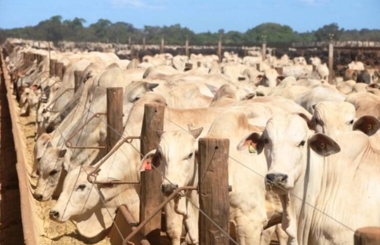 Com 9 vezes mais bovinos que habitantes, Tocantins se consolida na pecuária