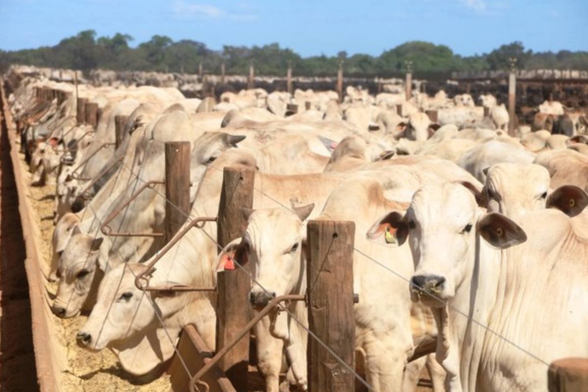 Com 9 vezes mais bovinos que habitantes, Tocantins se consolida na pecuária