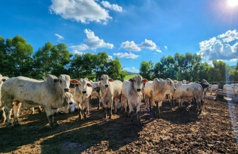 Mercado do boi gordo mantém alta com demanda interna e exportações aquecidas