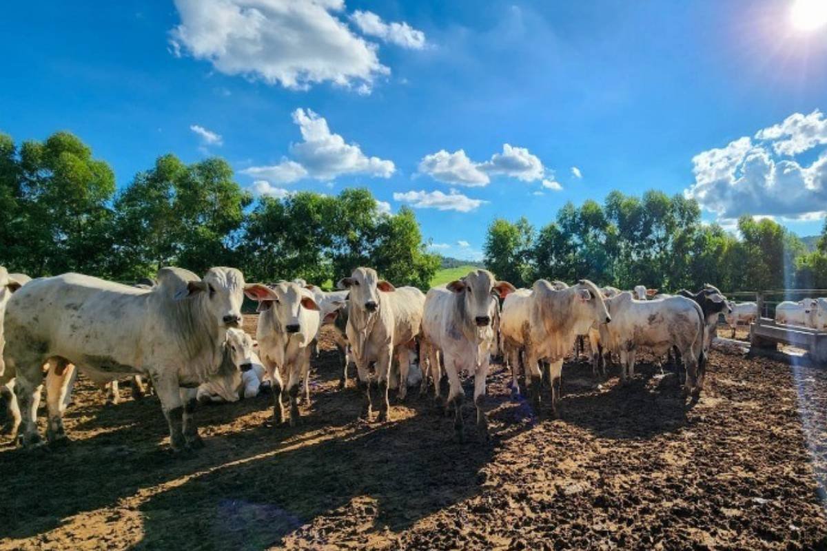 Mercado do boi gordo mantém alta com demanda interna e exportações aquecidas
