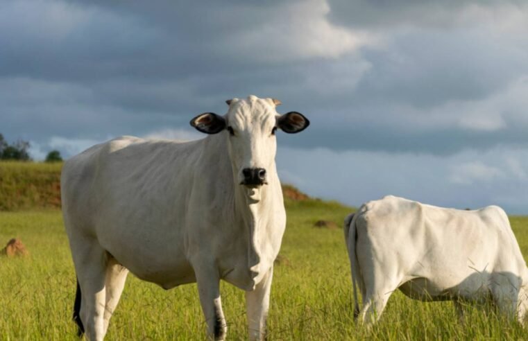 Preço do boi gordo avança em importantes praças pecuárias; confira as cotações