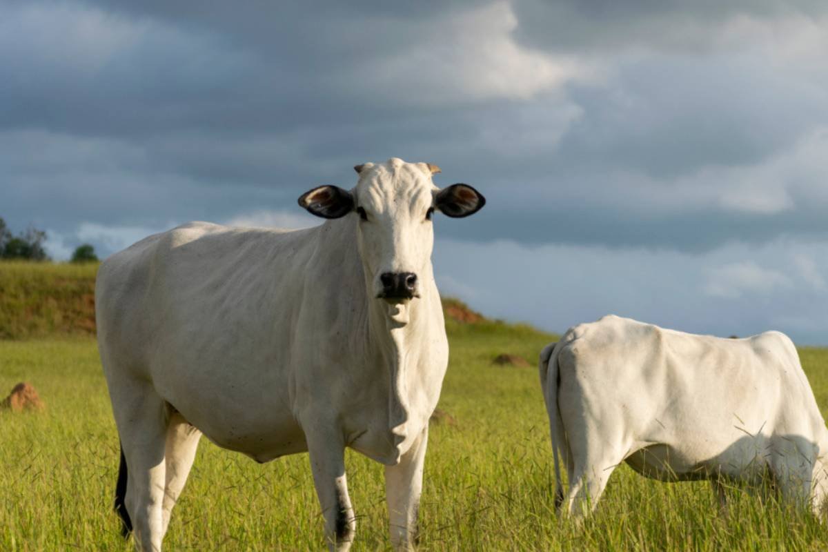Preço do boi gordo avança em importantes praças pecuárias; confira as cotações