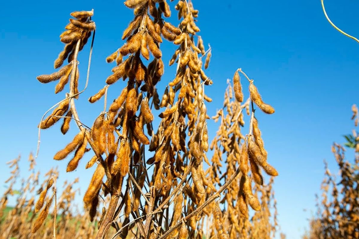 Novas variedades de soja combinam alta produtividade e resistência a doenças