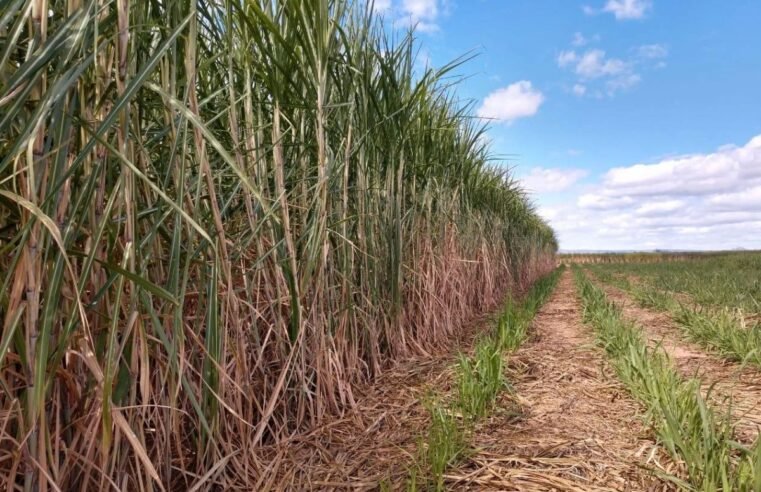 Safra de cana será menor, mas produção de açúcar subirá, aponta consultoria