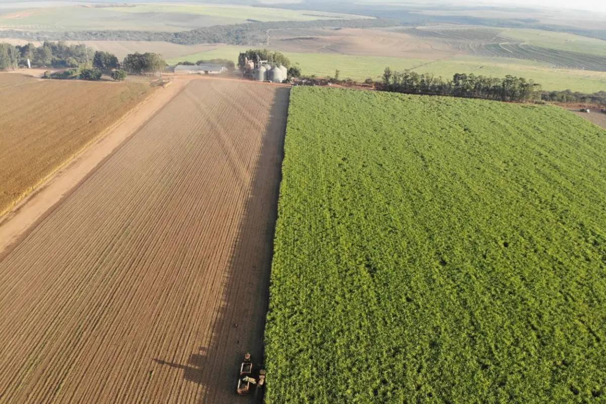 Agro em Foco: Confira as Cotações Atualizadas em Jataí nesta Segunda (12)