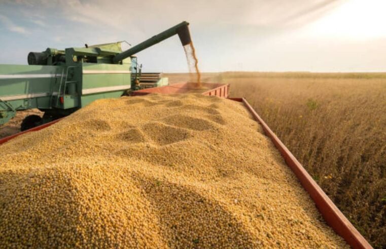 Agro hoje: soja atinge R$117 e boi chega a R$300 em Jataí