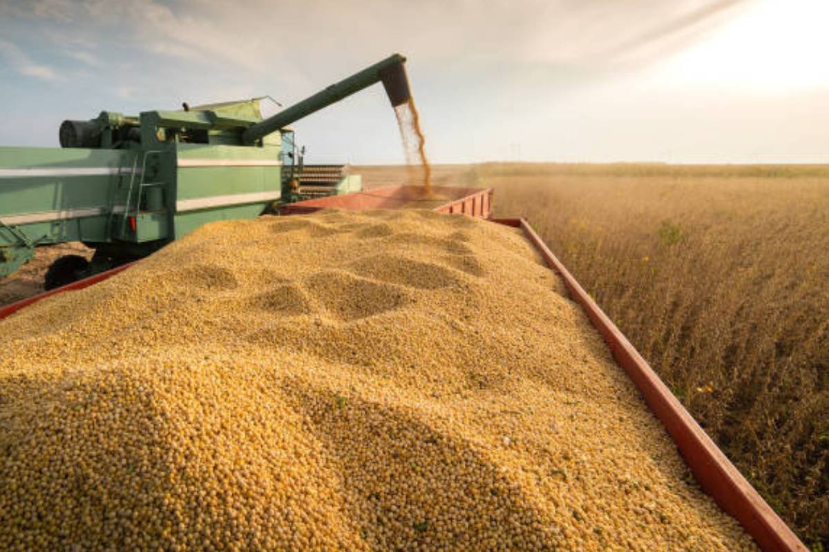Agro hoje: soja atinge R$117 e boi chega a R$300 em Jataí
