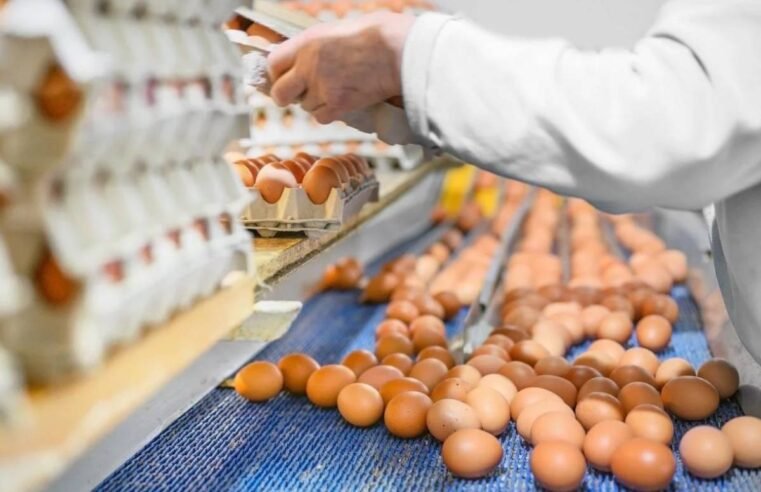 Brasil conquista mercados exigentes e exportação de ovos dispara