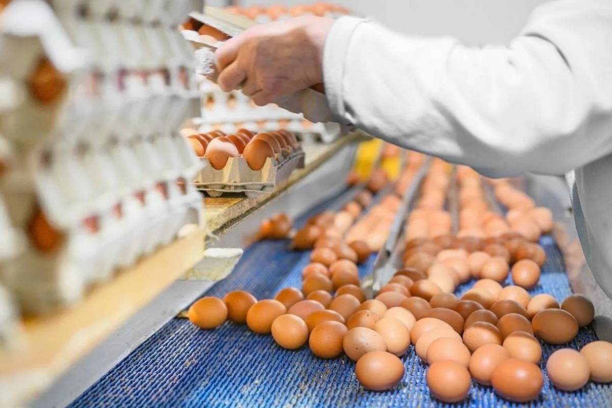 Brasil conquista mercados exigentes e exportação de ovos dispara