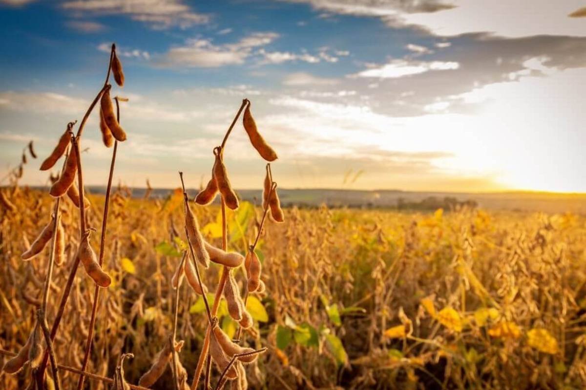 Cotações do agro em Jataí: soja mantém patamar de R$114,00; milho chega a R$67,00