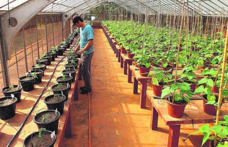 Cultivo de plantas aromáticas ganha destaque com apoio do IAC em Campinas