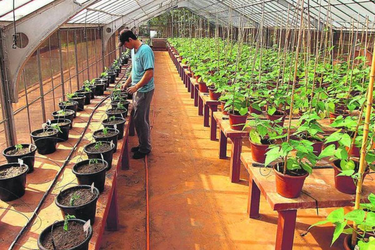 Cultivo de plantas aromáticas ganha destaque com apoio do IAC em Campinas
