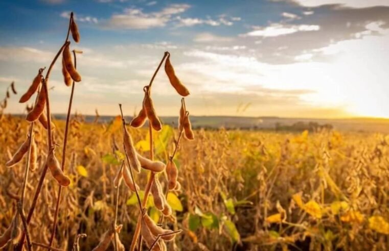 Cotações do Agro em Jataí: soja para 2026 atinge R$119,40 e boi se mantém estável a R$290,00.