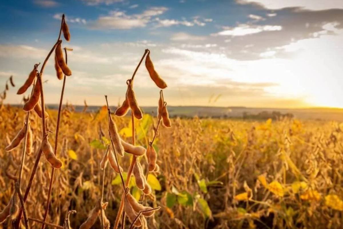 Cotações do Agro em Jataí: soja para 2026 atinge R$119,40 e boi se mantém estável a R$290,00.