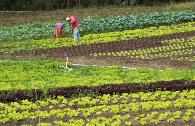 Estudo da USP revela retorno superior a 50% por real investido na agricultura familiar via PNAE