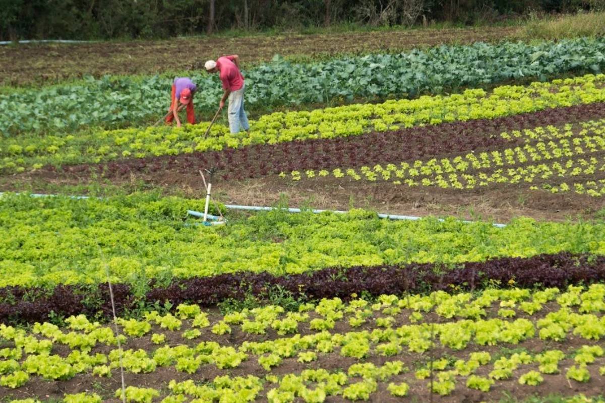 Estudo da USP revela retorno superior a 50% por real investido na agricultura familiar via PNAE