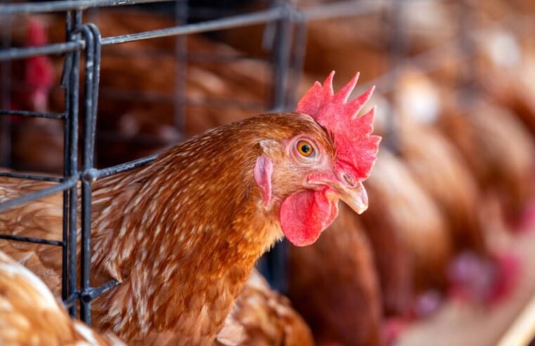 Justiça fecha abatedouro de aves da Qualitti Alimentos em Morrinhos (GO) por danos ambientais e operação sem licença