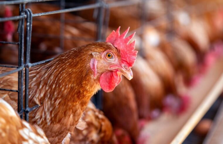Justiça interdita abatedouro de aves em Morrinhos por danos ambientais e operação irregular