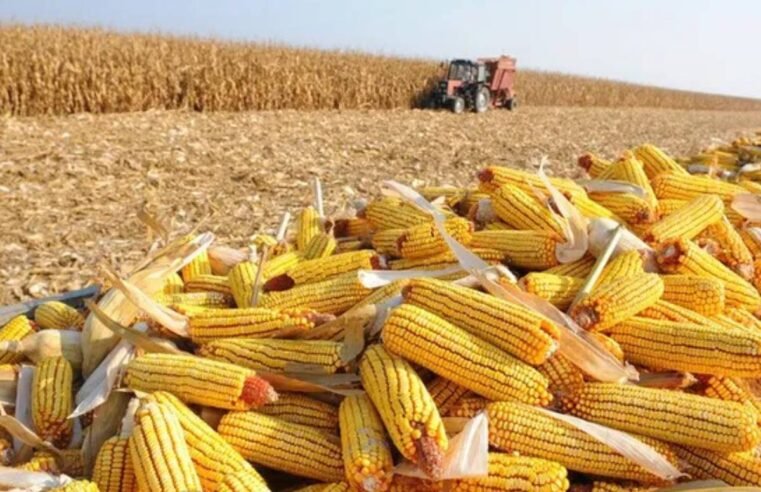 Mercado de milho em queda: compradores se afastam com previsão de boa colheita
