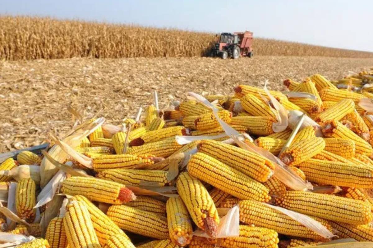 Mercado de milho em queda: compradores se afastam com previsão de boa colheita