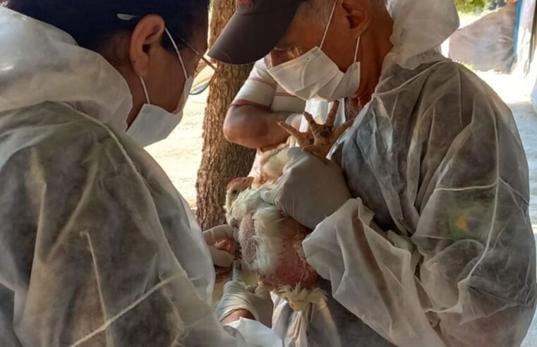 Mesmo livre da gripe aviária, Goiás prepara decreto de emergência zoossanitária