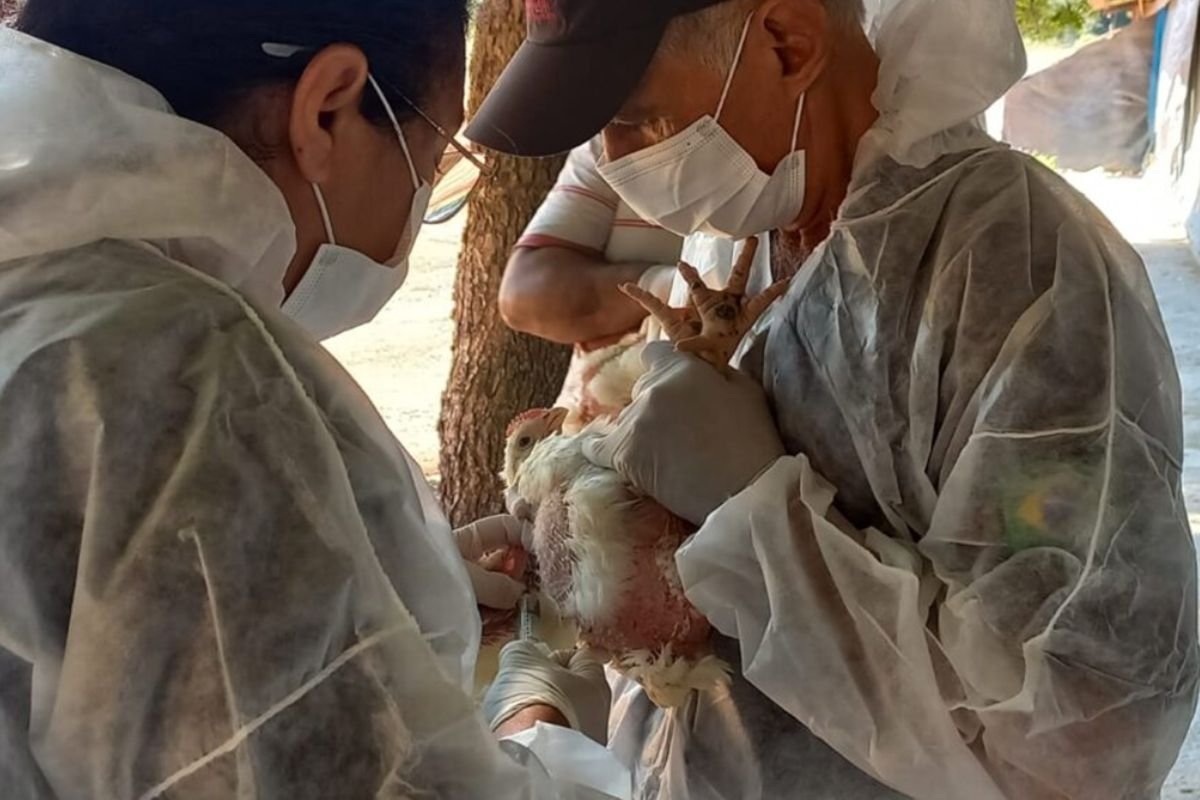 Mesmo livre da gripe aviária, Goiás prepara decreto de emergência zoossanitária
