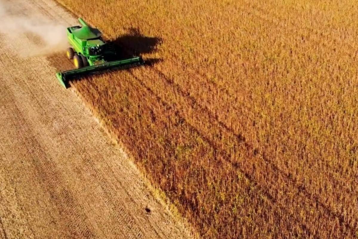 Colheita de soja 2024/25 no Brasil está praticamente concluída, aponta Conab