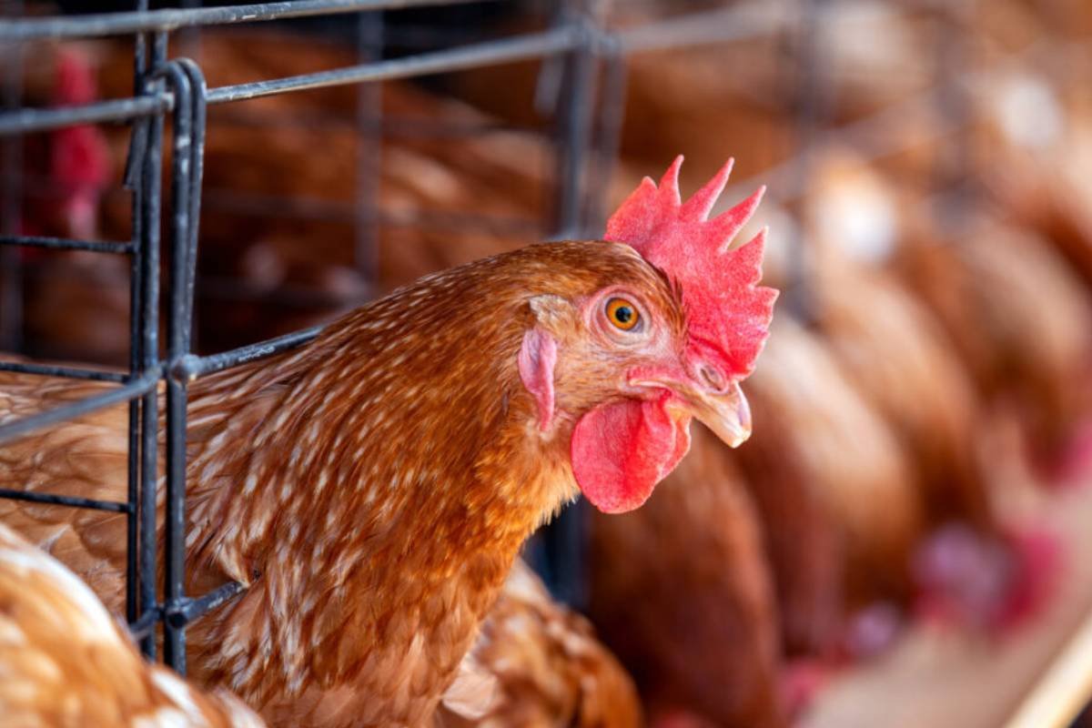 Ministério da Agricultura confirma caso de gripe aviária em MT