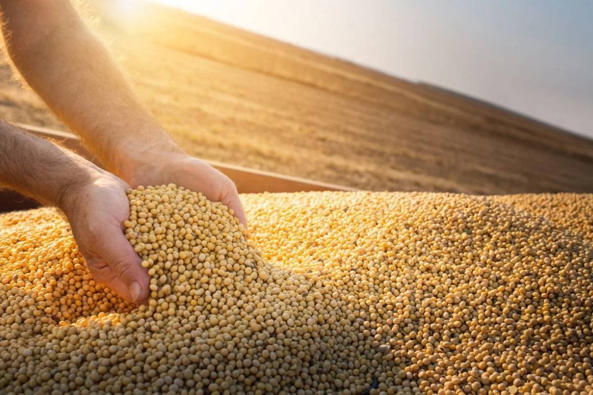 Novo acordo garante alívio fiscal para produtores de grãos no Maranhão